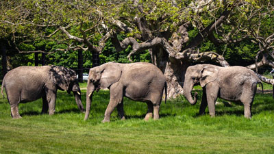 Knuthenborg Safaripark